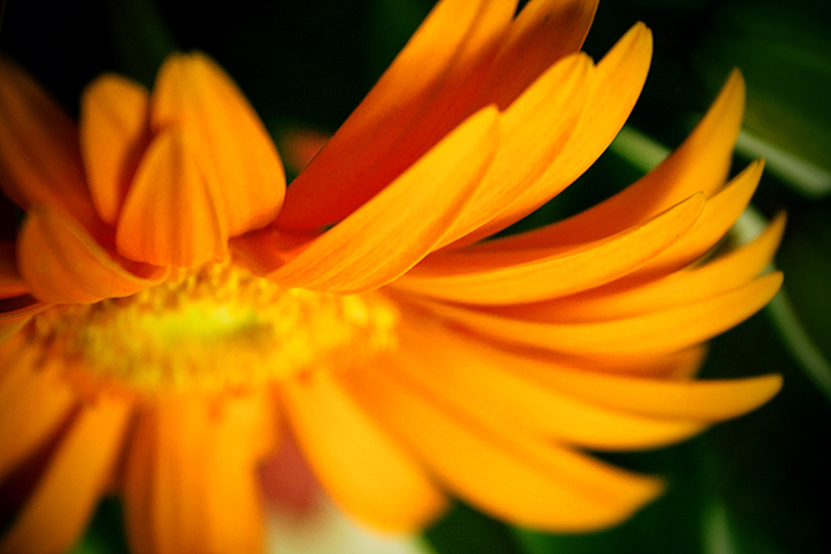 Olena Bilyk: Flower2