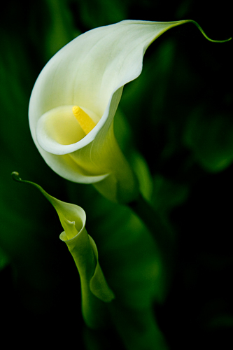 Olena Bilyk: Flower1